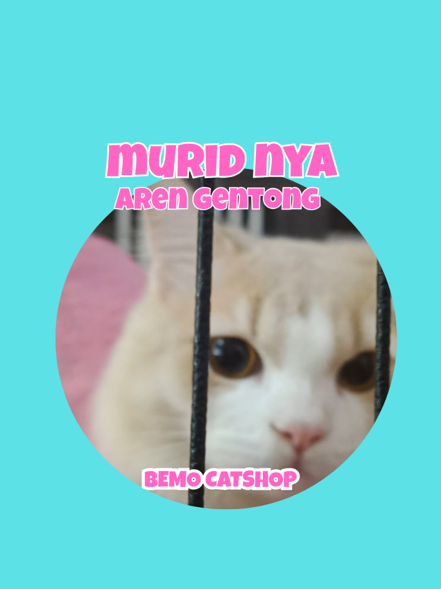 @Bemo Catshop