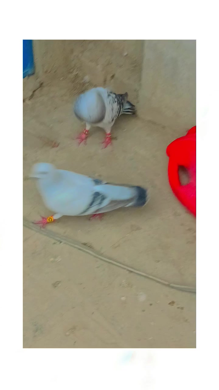 @Aleehaider990