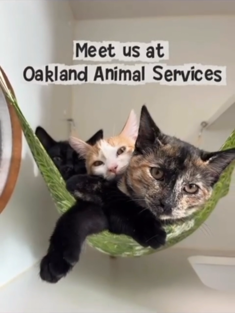 @Oakland Animal Services