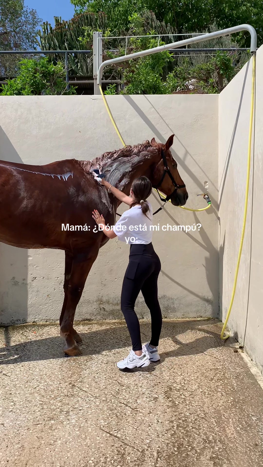 @MyHorse