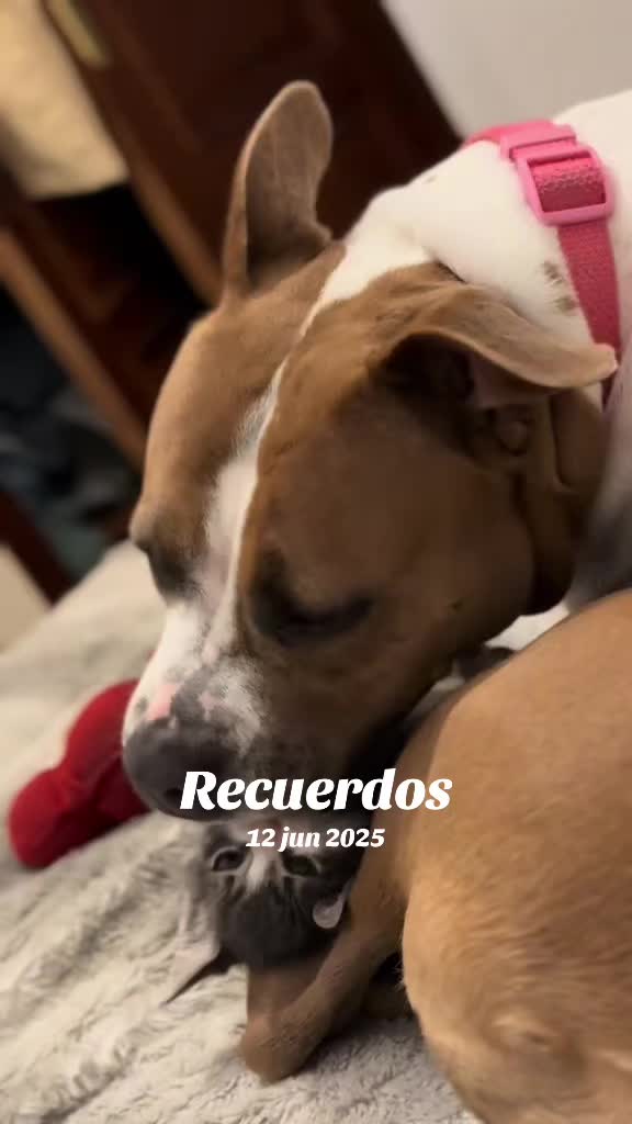 @Cuba y Lilo💖