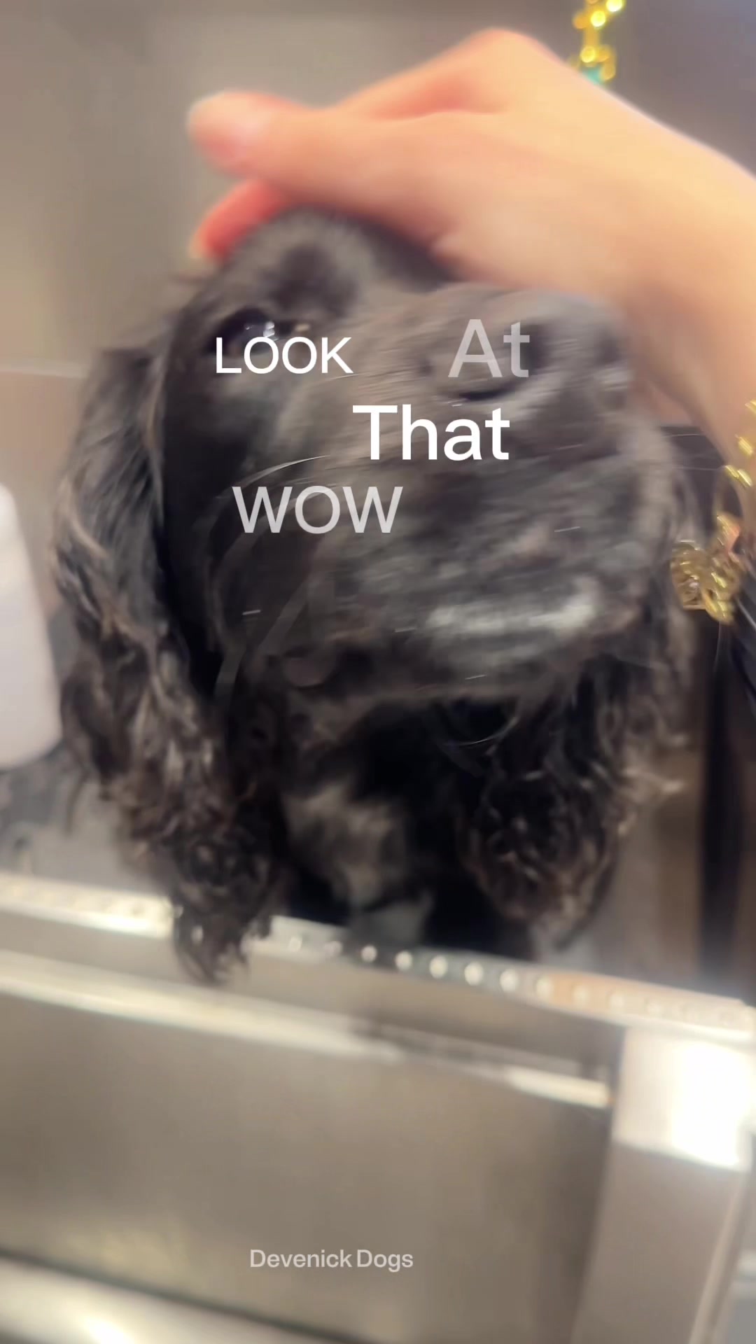 @DevenickDogs