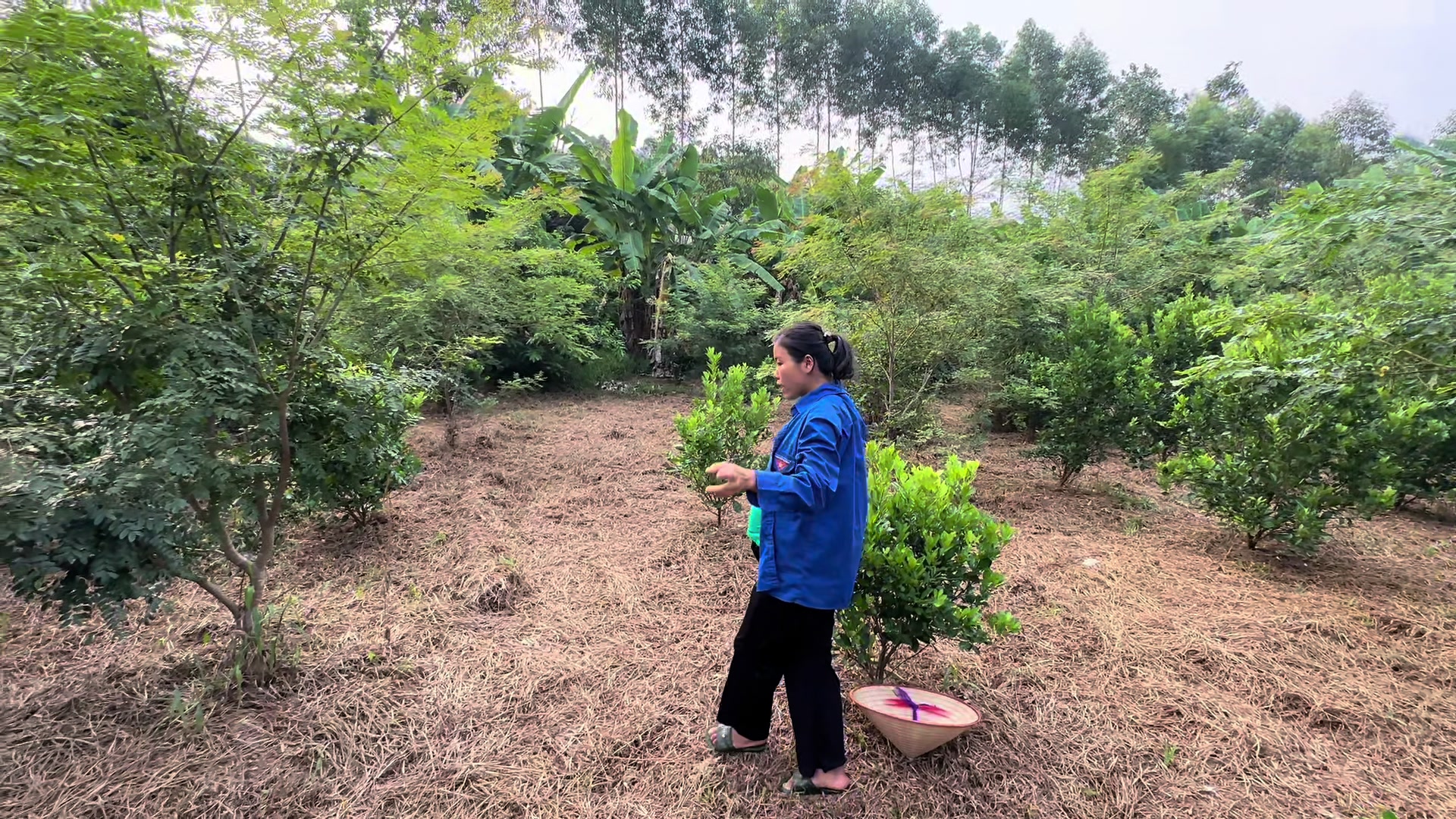 @Nh&agrave; Vườn Vũ Mai