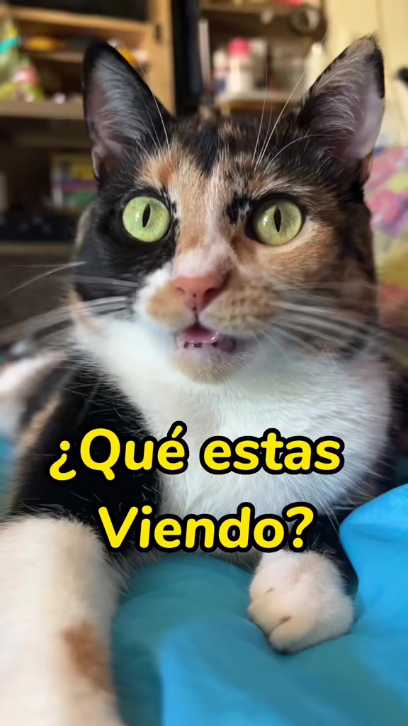@BlackMisy