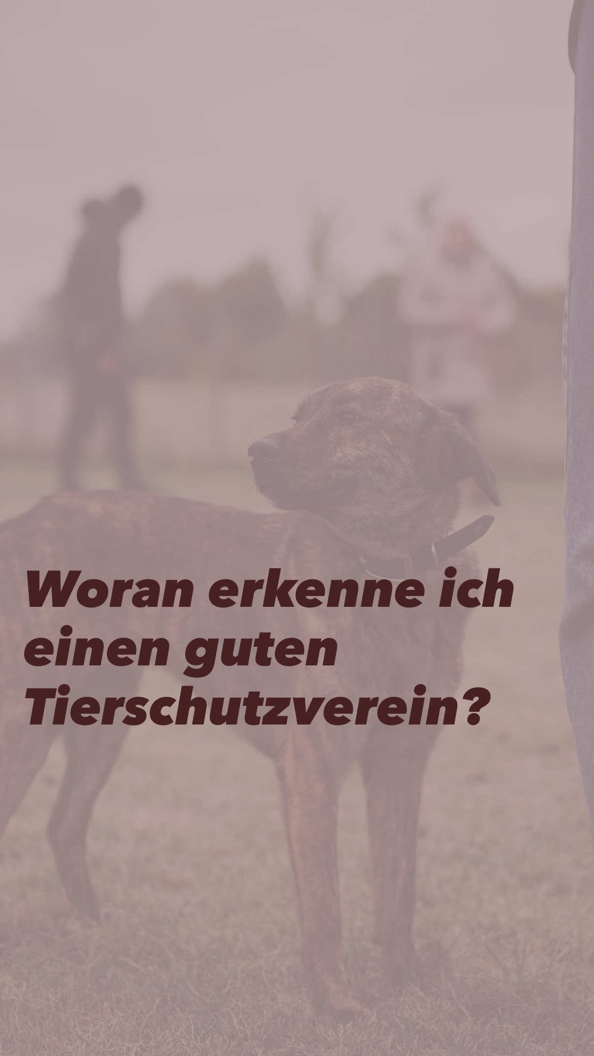 @Antonia | Hundetrainerin