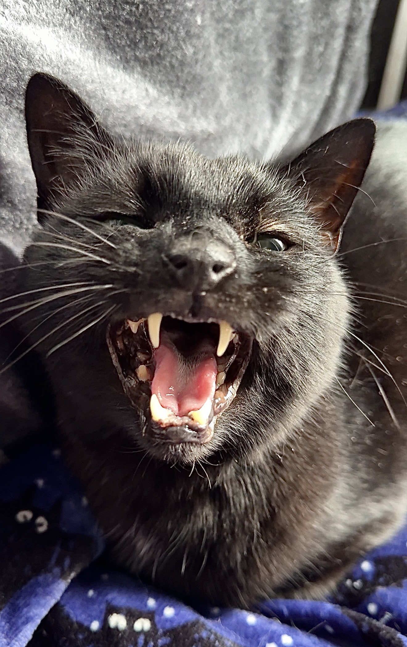 @Teefie_tribe 🐈&zwj;⬛🐈&zwj;⬛🐈🦷🦷