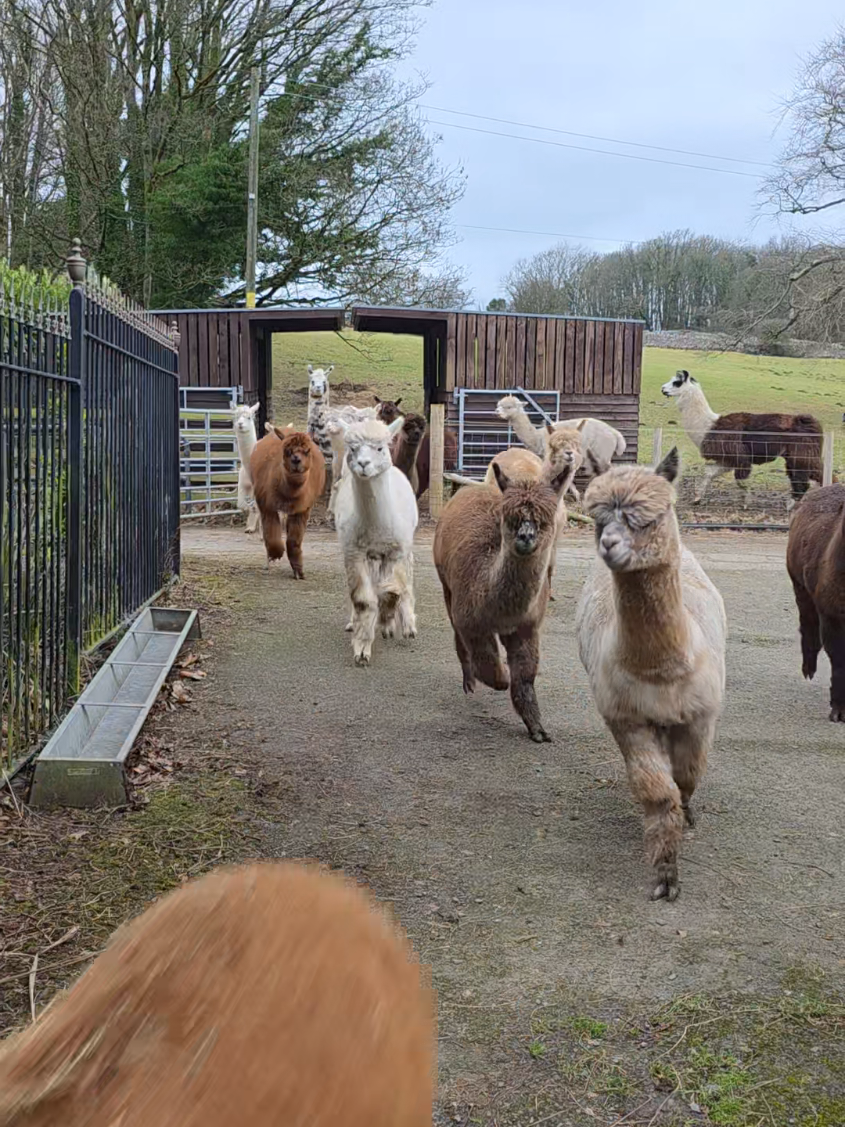 @Bardsea Alpacas and Llamas