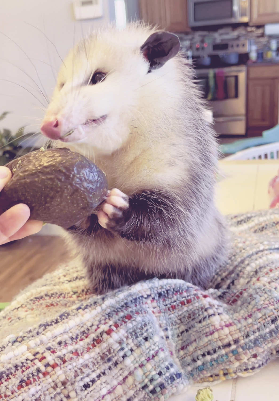 @GladysOpossum