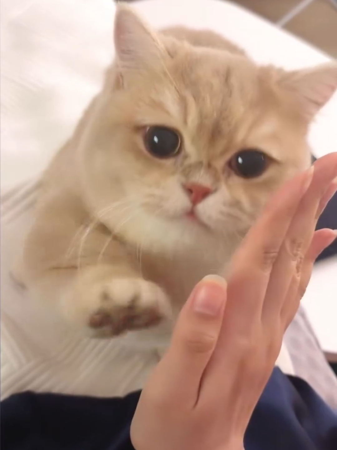 @Chonky World Of Cats