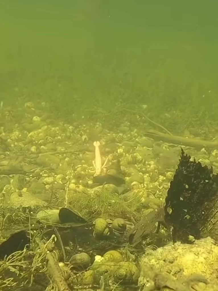 @endlessfishing