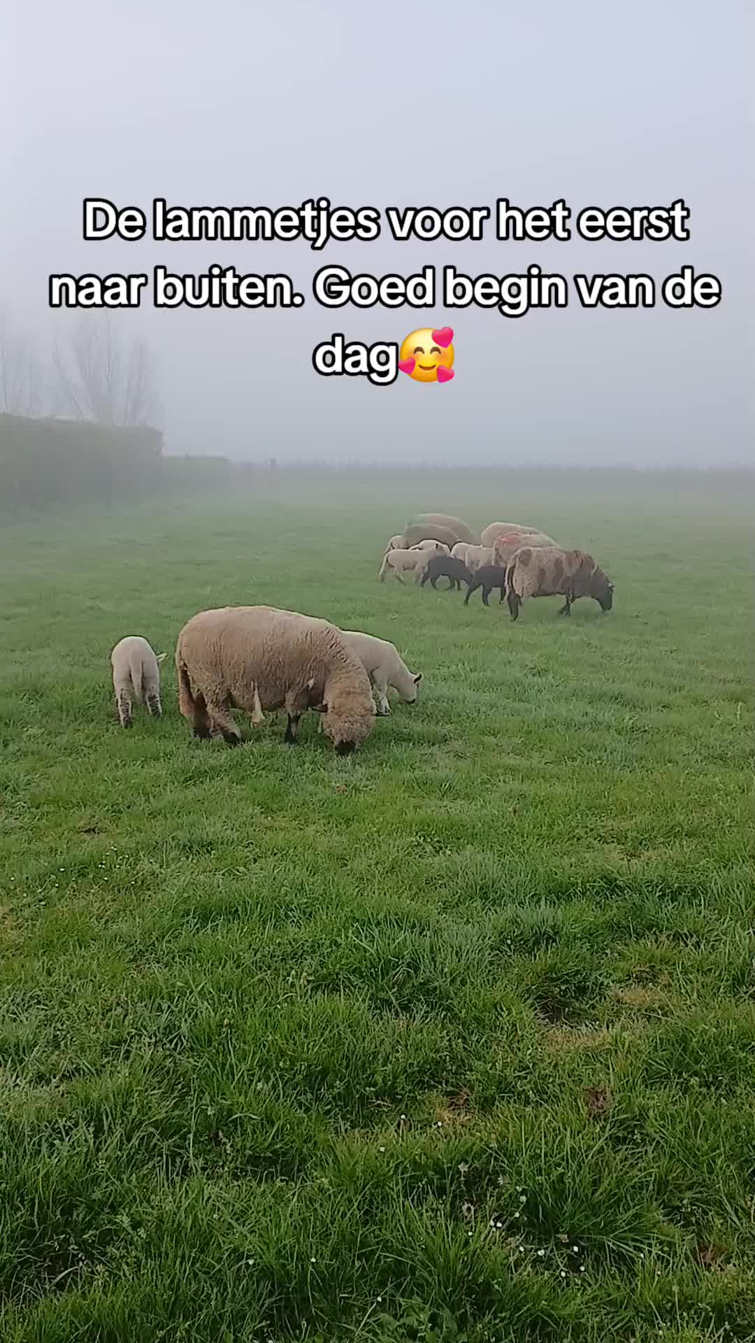 @Sjo's farmvideos