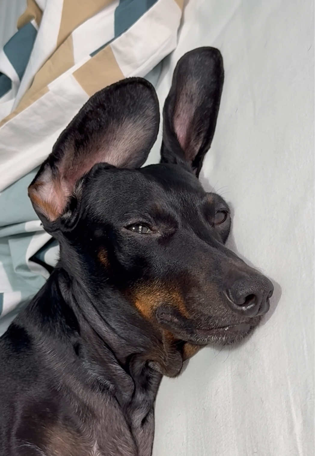 @🐾 Pajti kalandjai 🐾