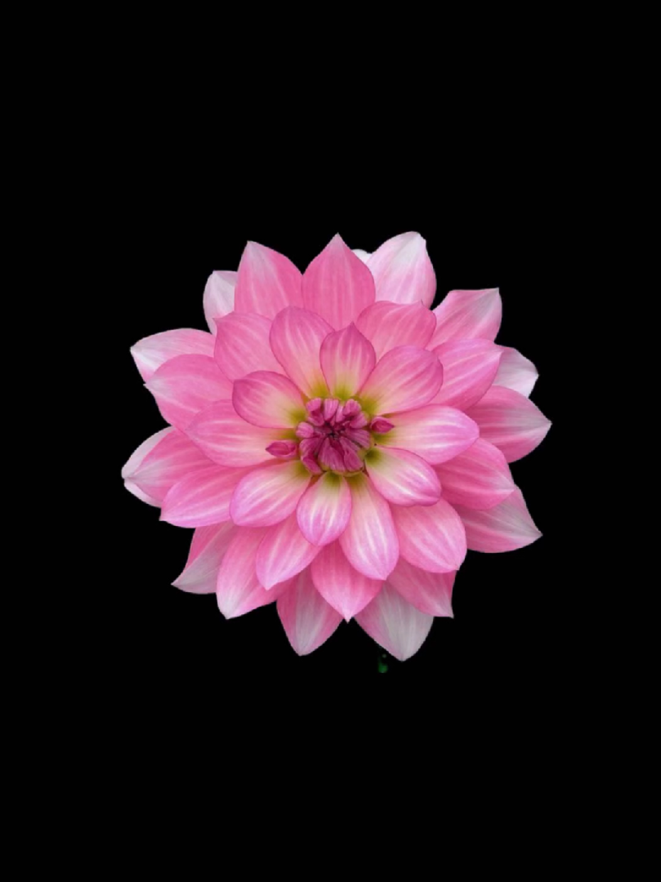 @𝐋𝐲𝐧𝐱.