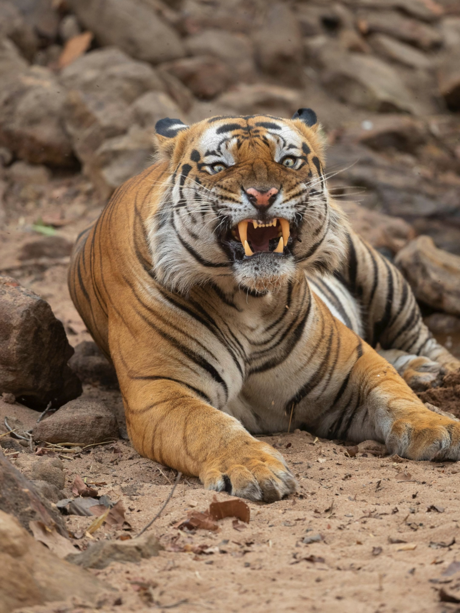 @India-Safaris.com