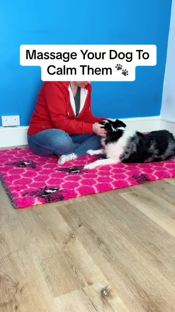 @homebuiltdog