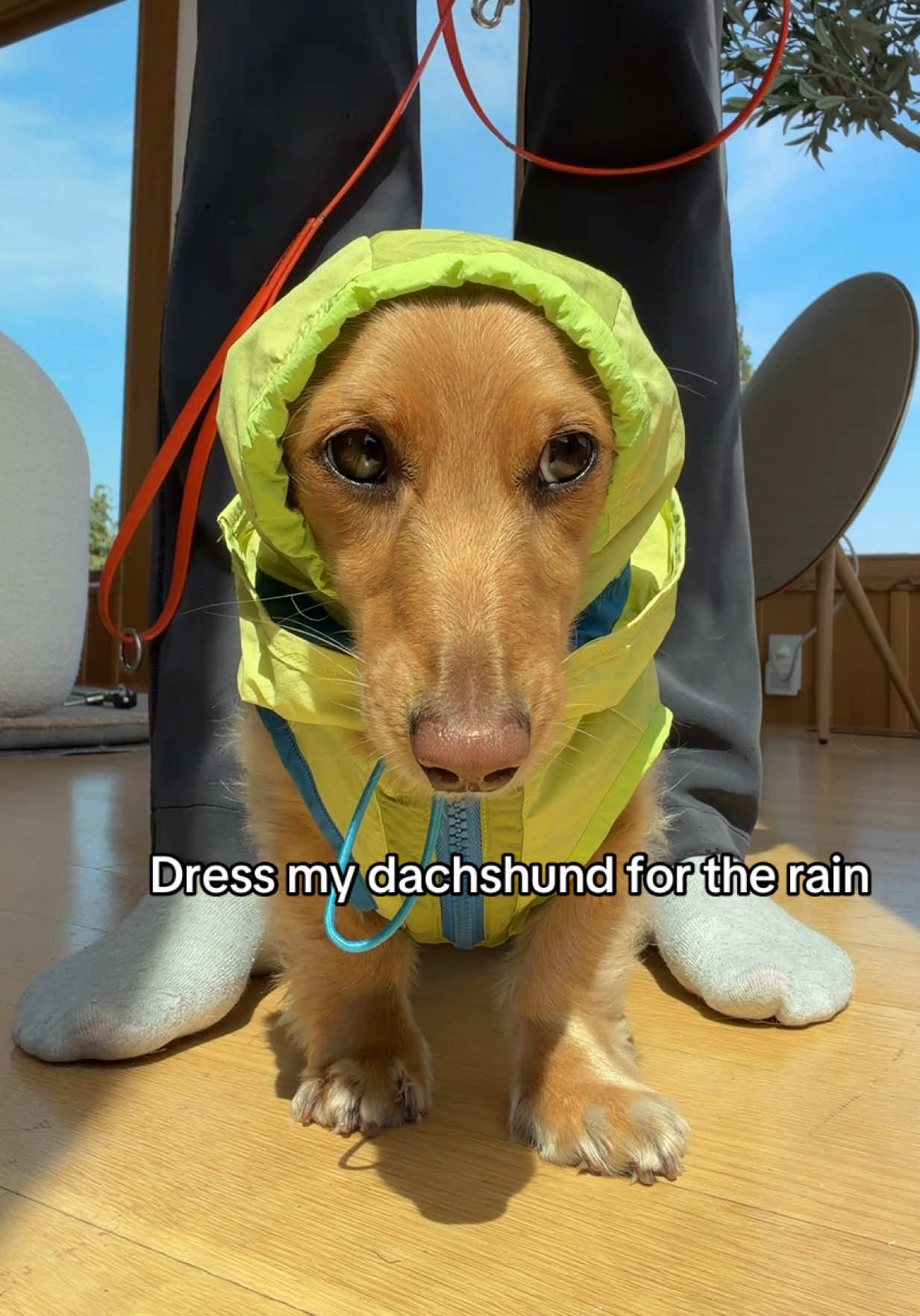 @cashewdachshund