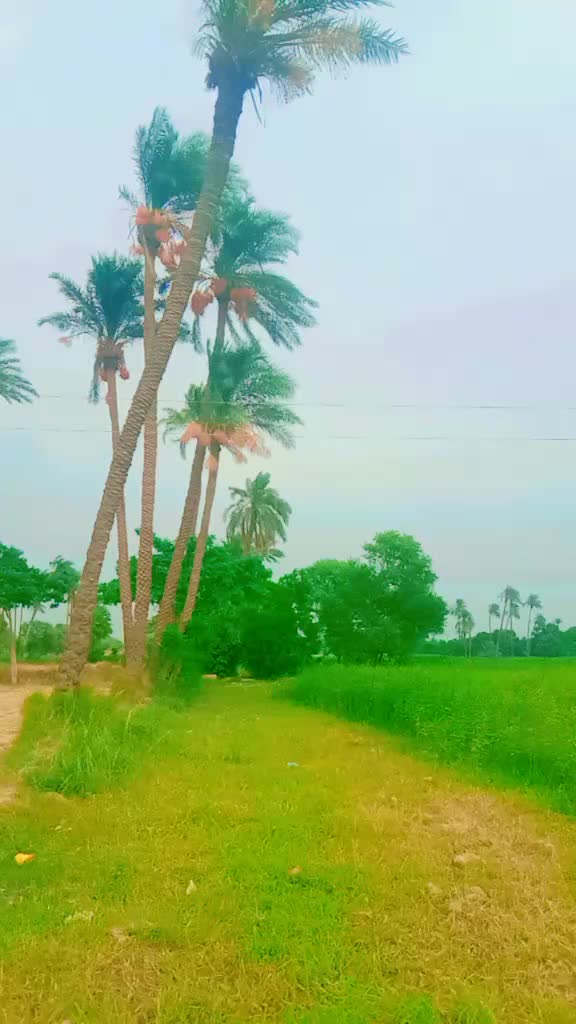 @Saba Khan105