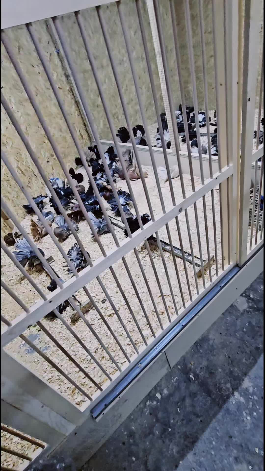 @Tavı Stoencıu