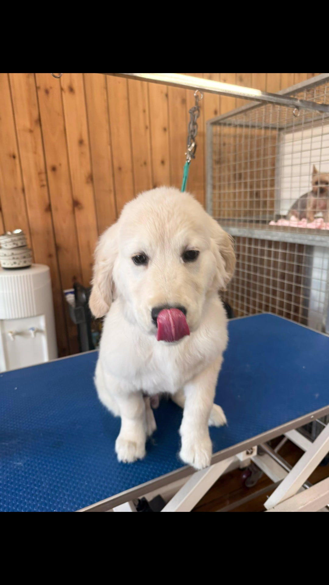 @Pet Angels