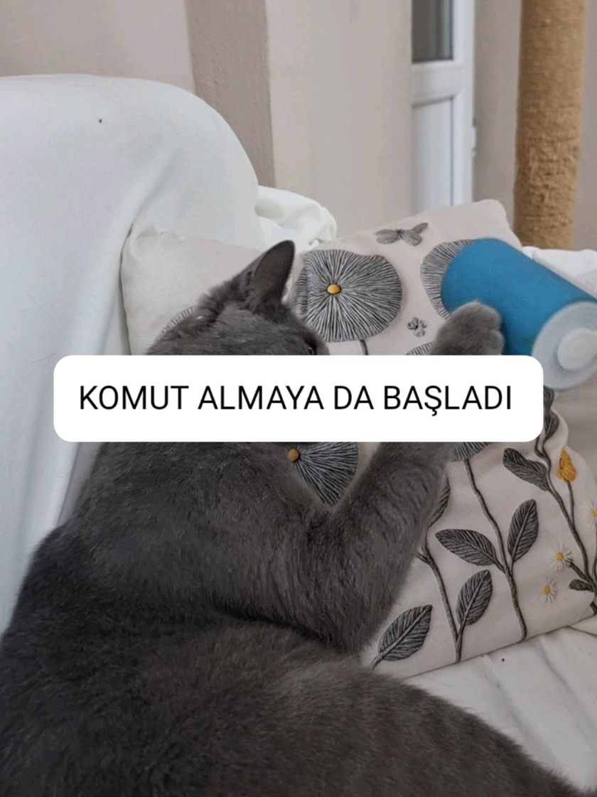 @kedichico