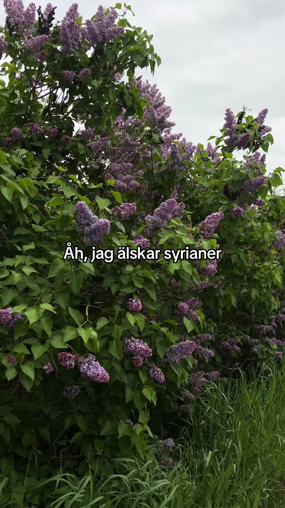 @klaraaa