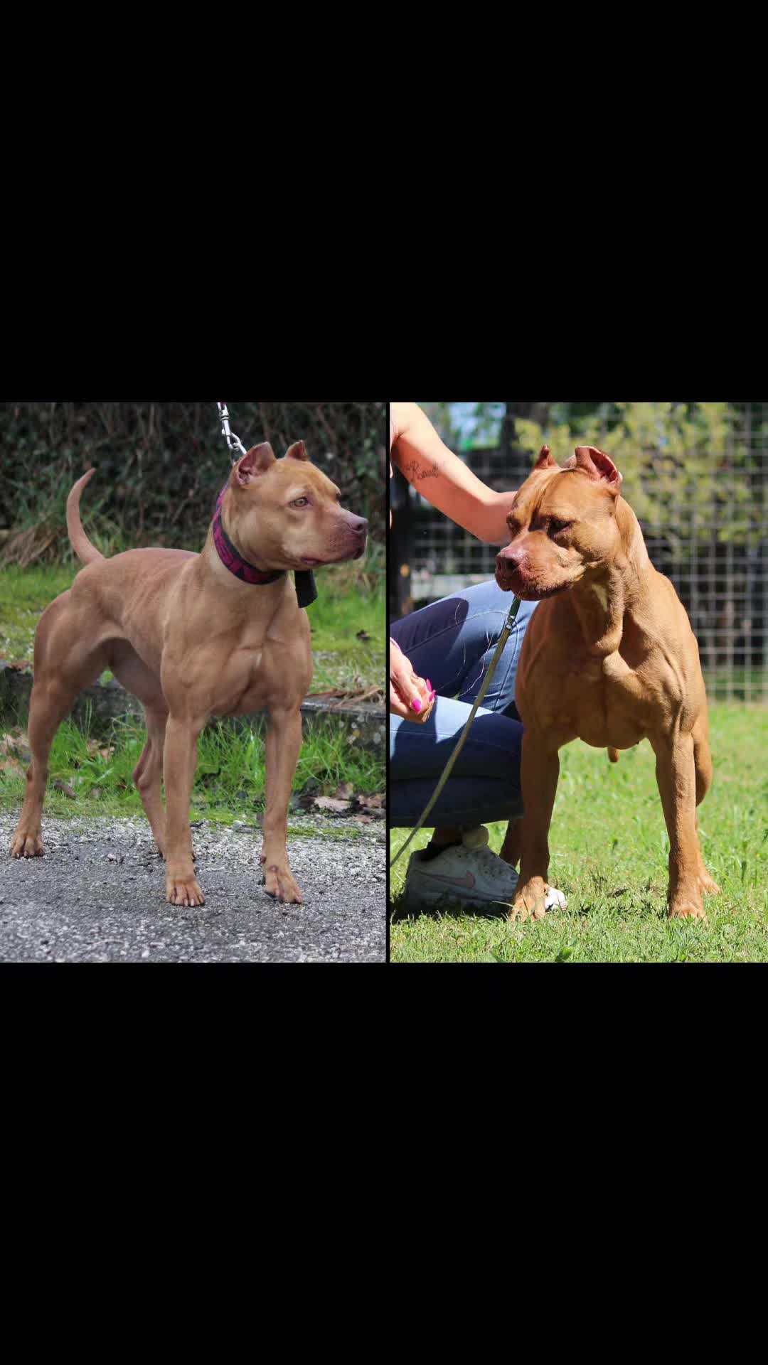 @Raoul's apbt