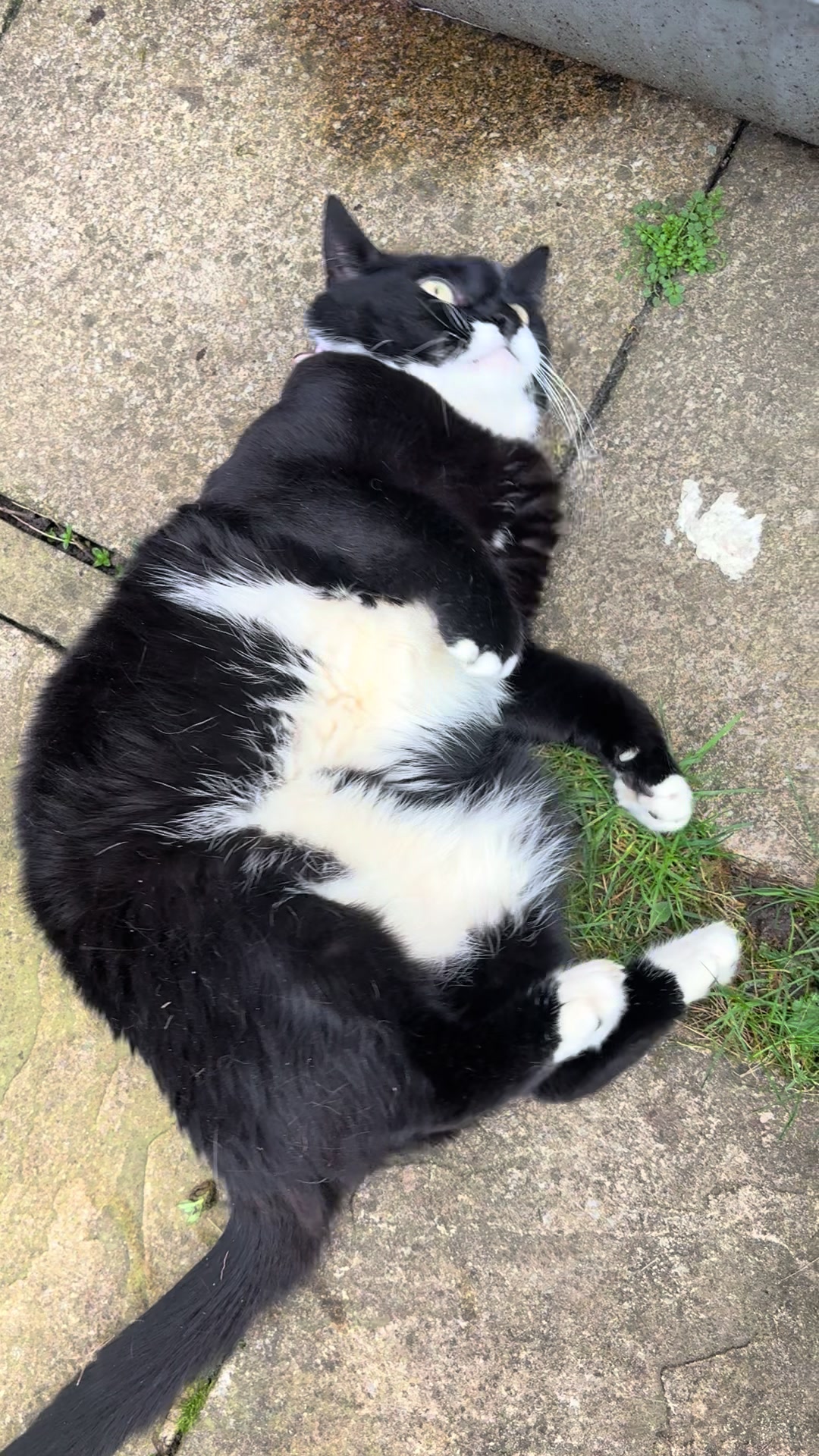 @Mowji the cat