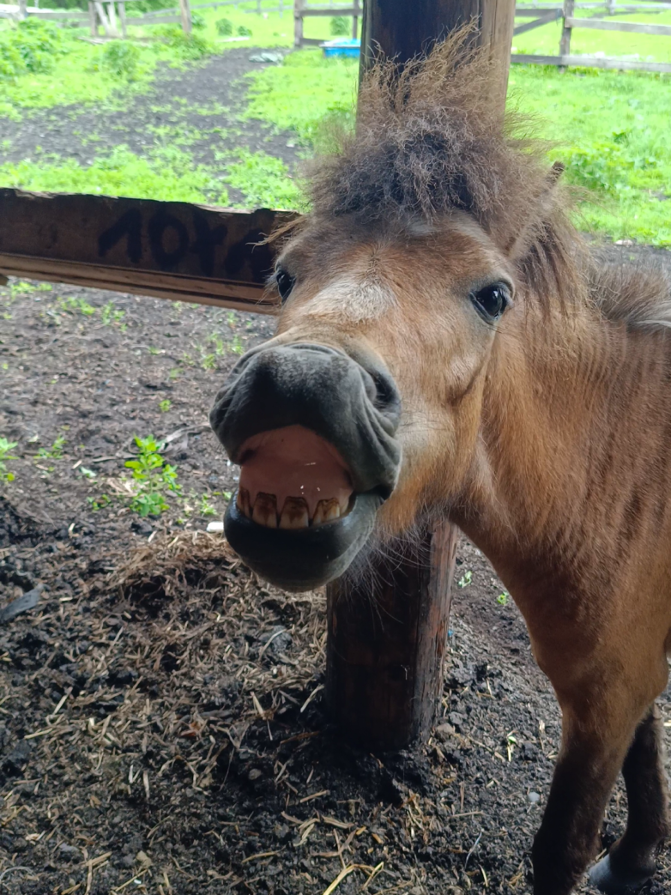 @tg: altaihorses