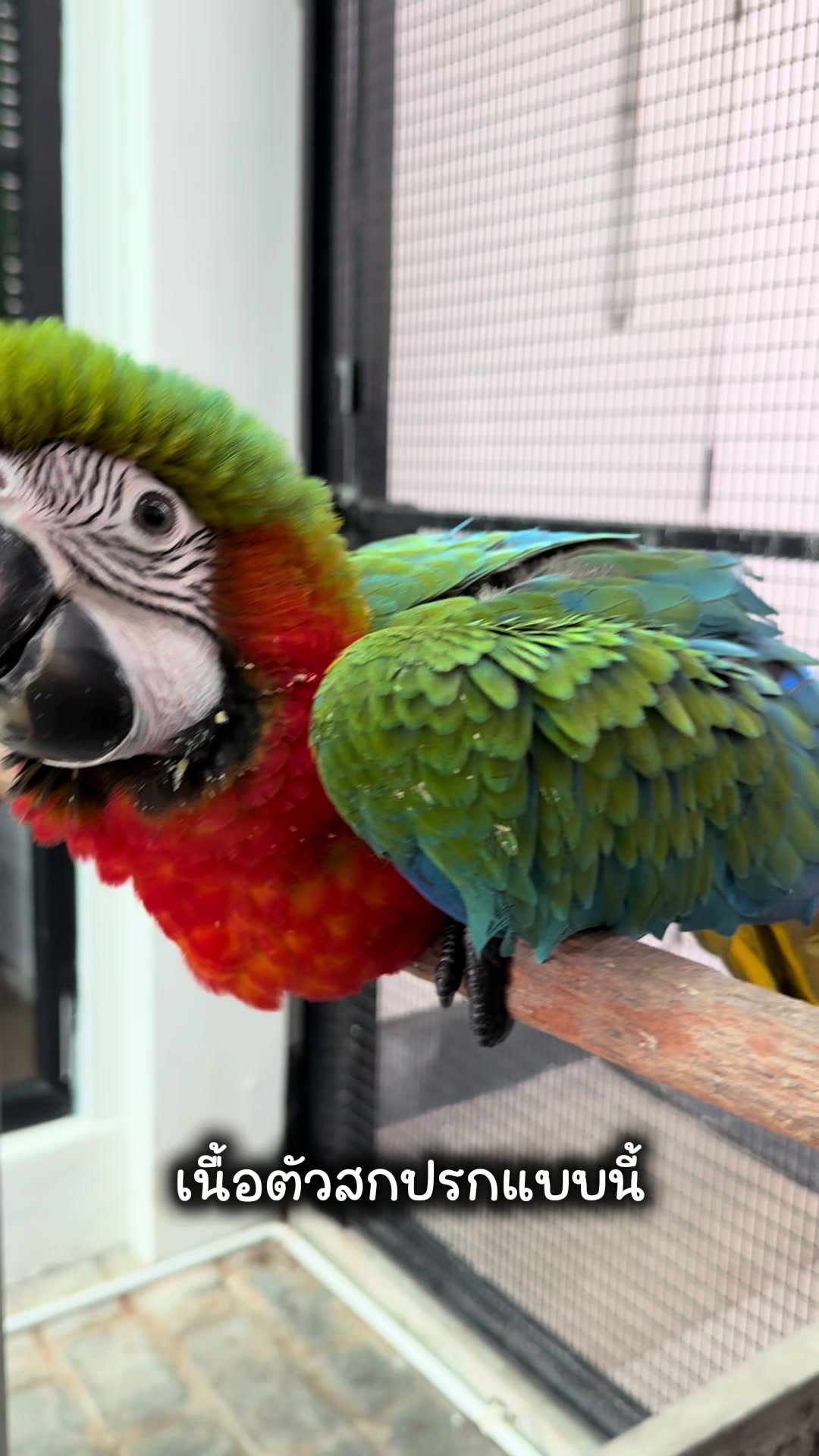 @WelovepetsbyPamornchaiSupply