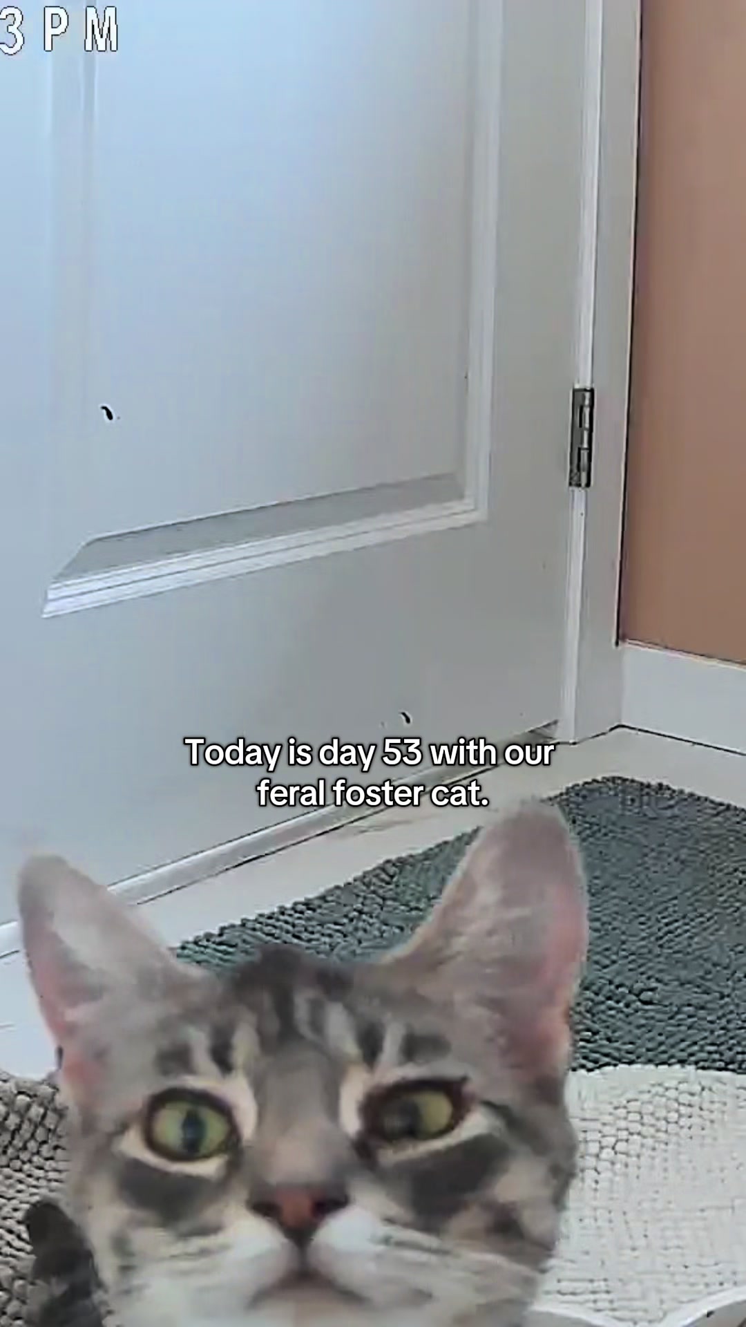 @poppytherescuecat_