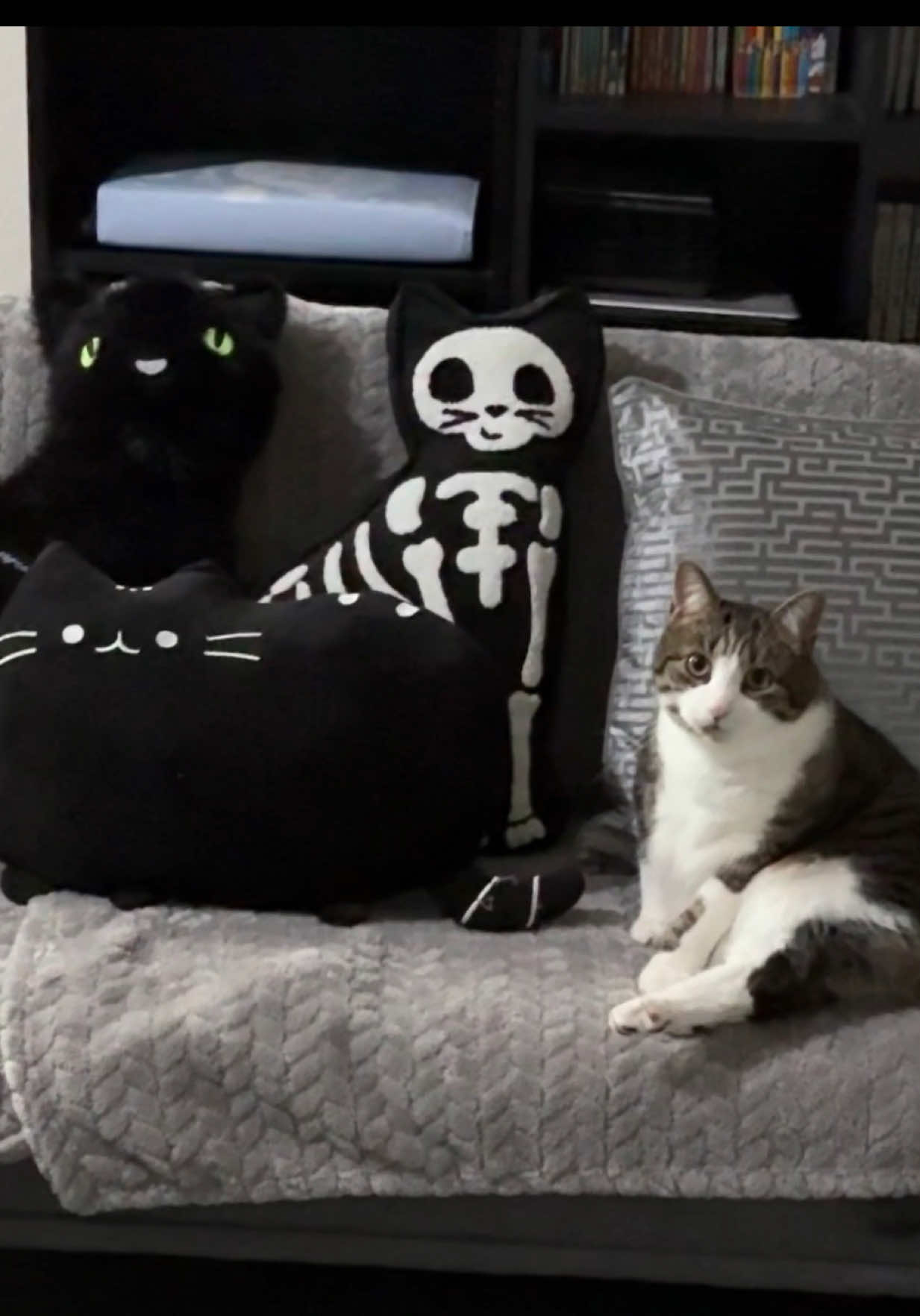 @Teefie_tribe 🐈⬛🐈⬛🐈🦷🦷