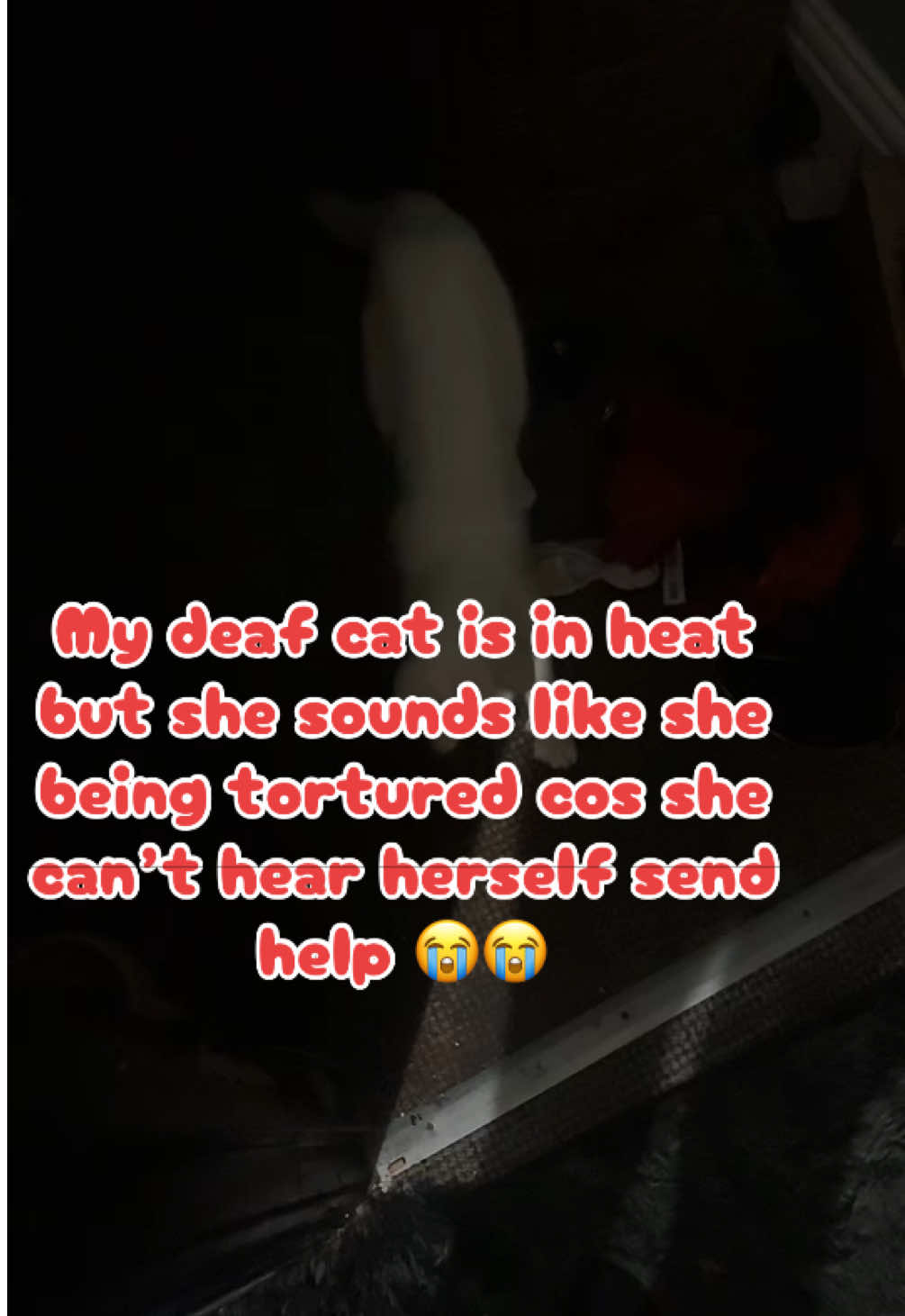@Itz-cece