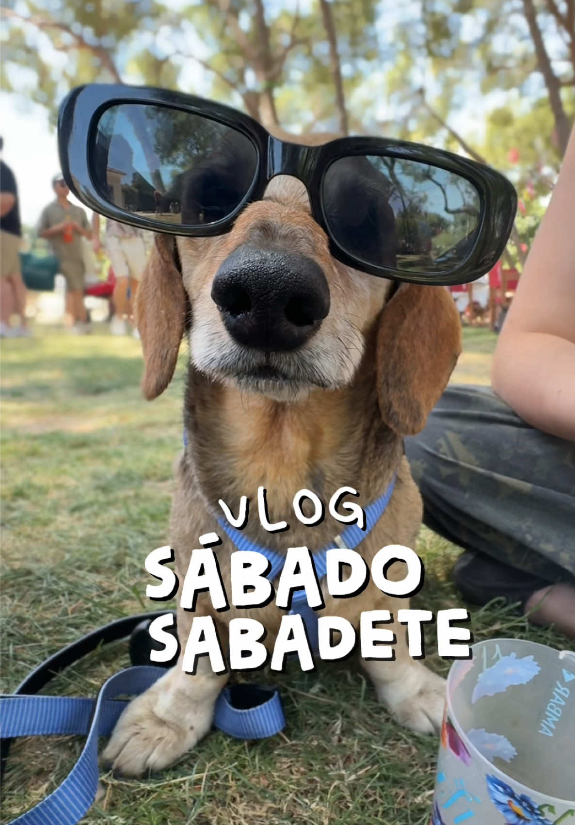 @Lucas The Dog