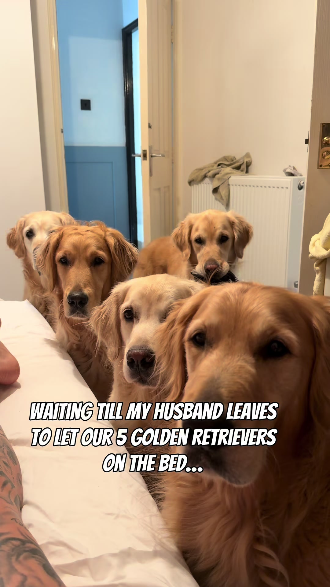 @5 Shades of Golden