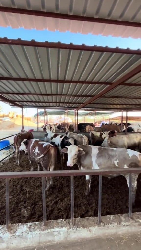 @GAZİANTEP BESİCİLİK