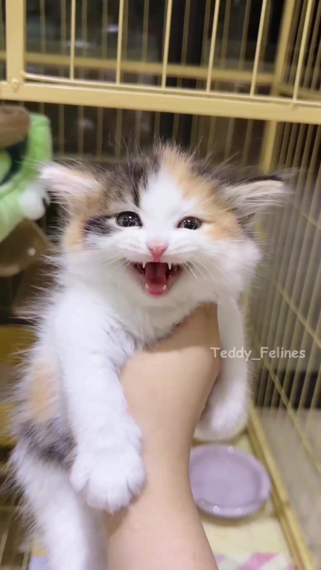 @Teddy_Felines 🧸🐾
