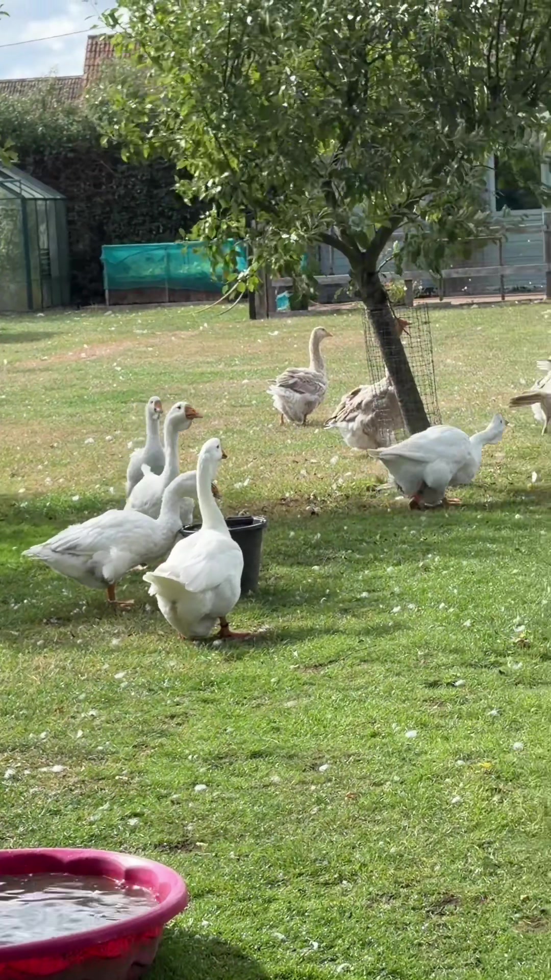 @Willsbirdsanddogs
