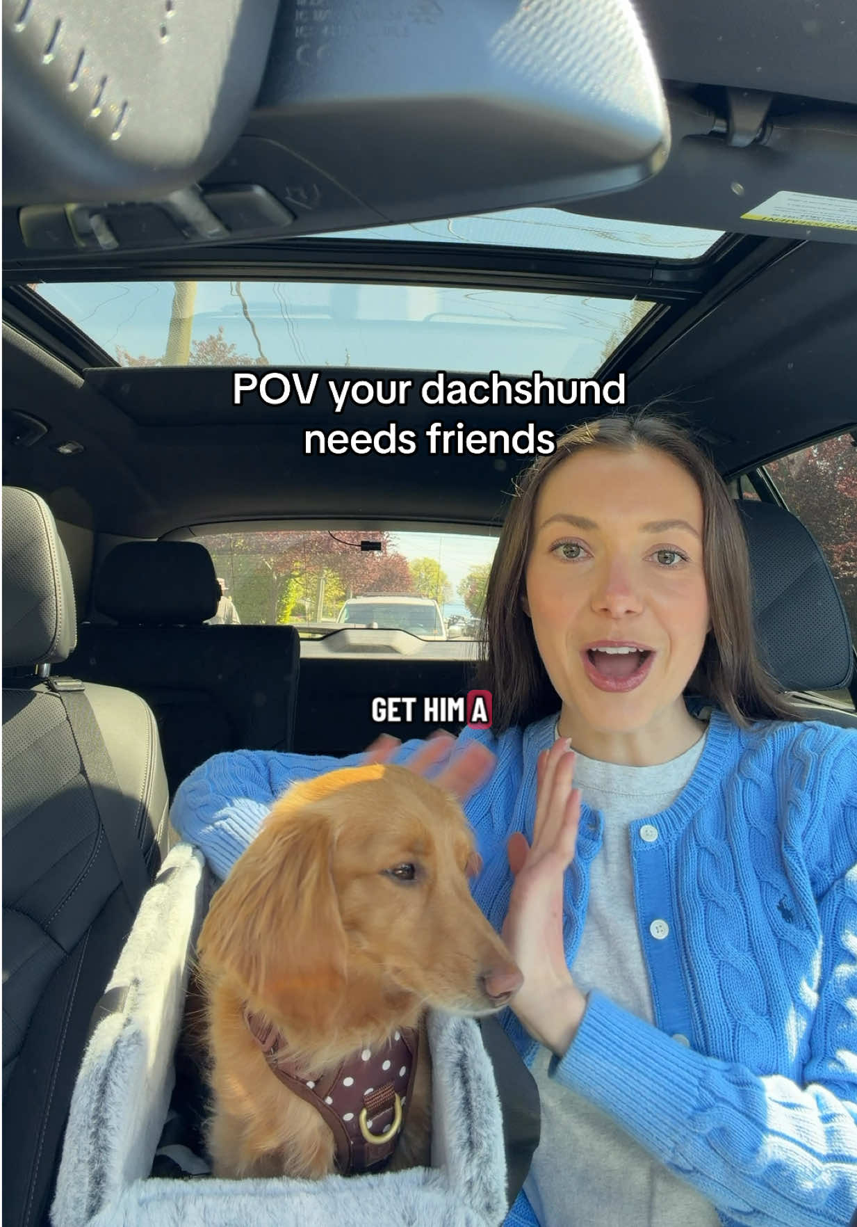 @cashewdachshund