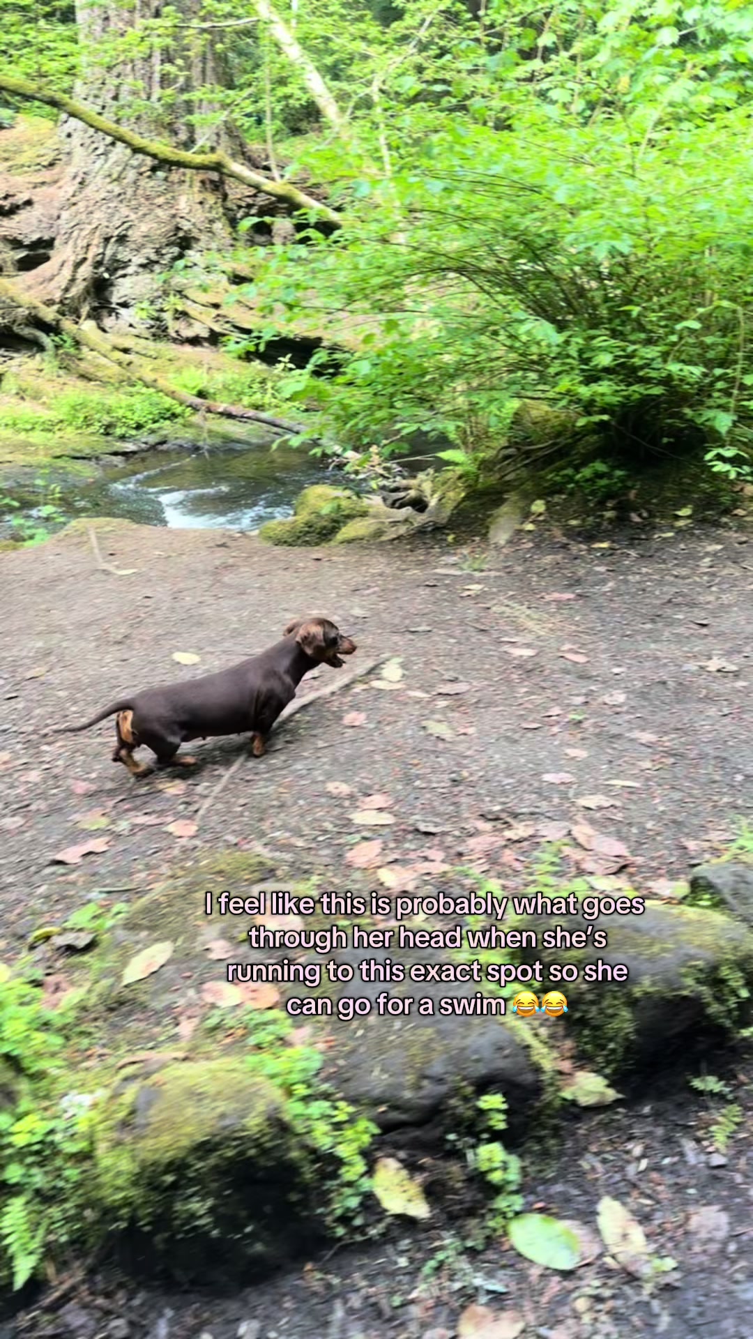 @ciciolive_mini_weiners