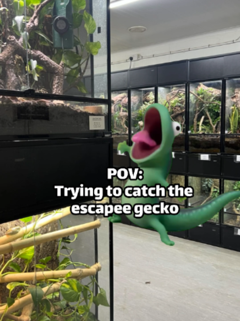 @prorep_reptile