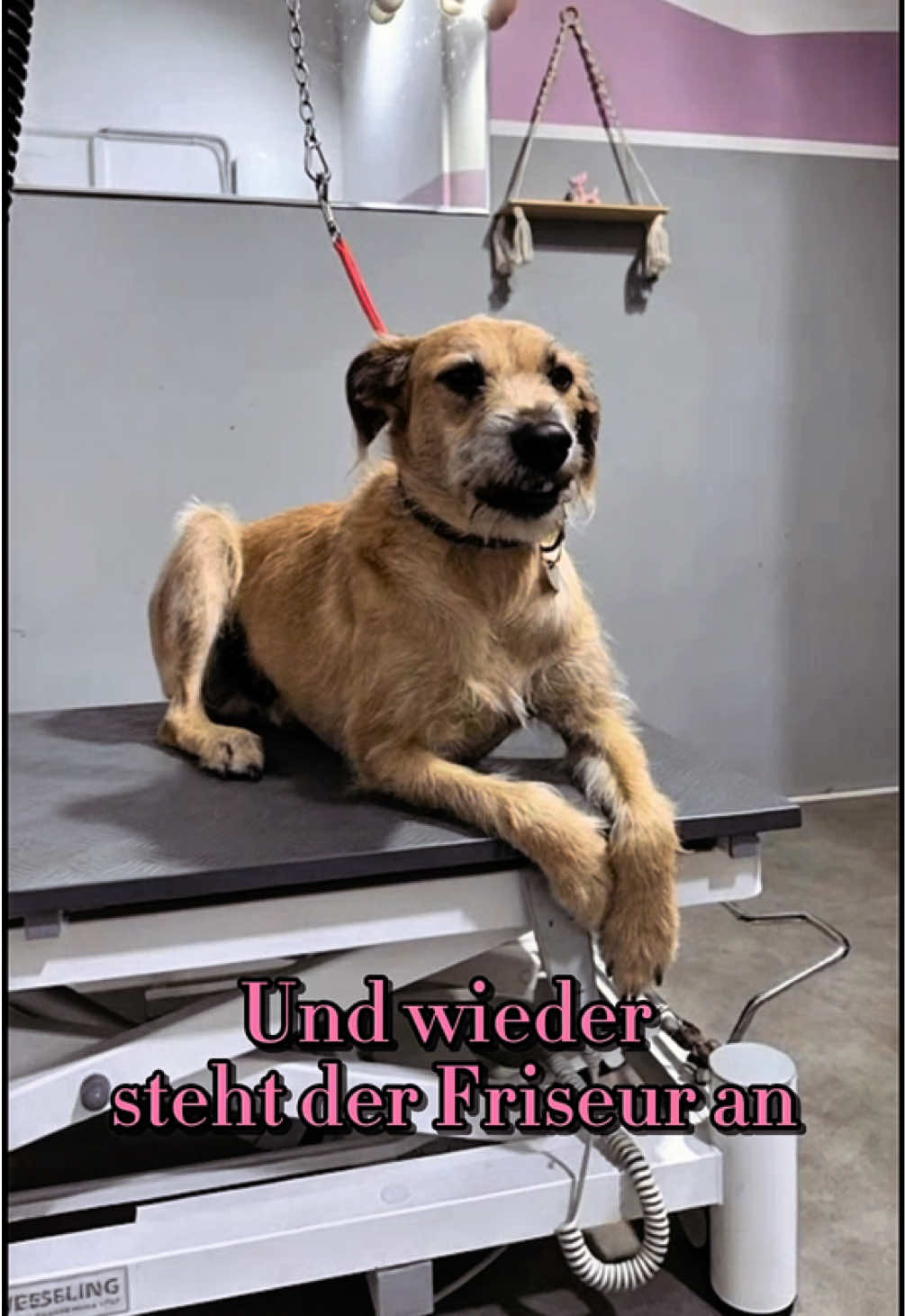@Shyva Hundezentrum
