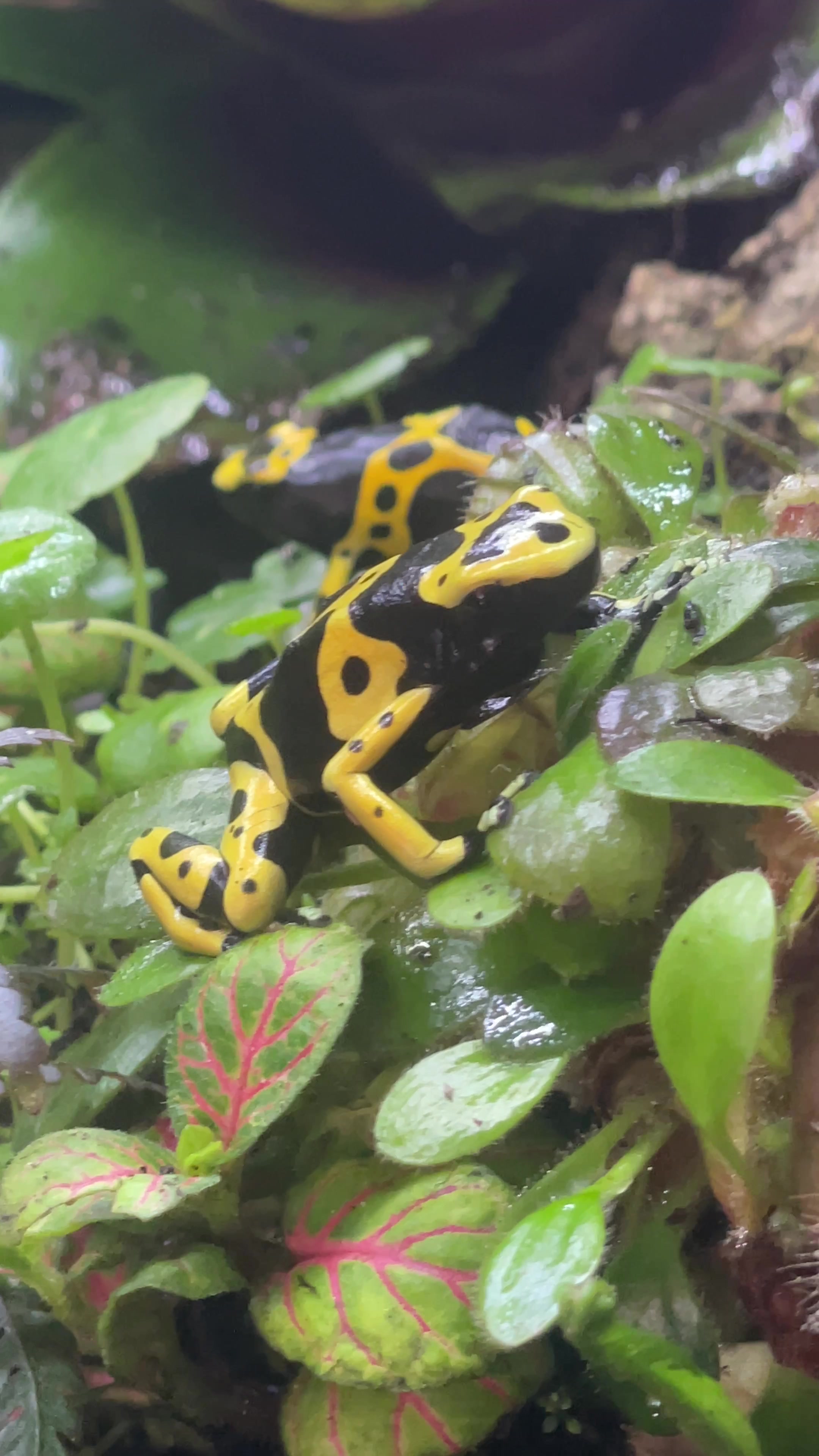 @X_vision_aquascape