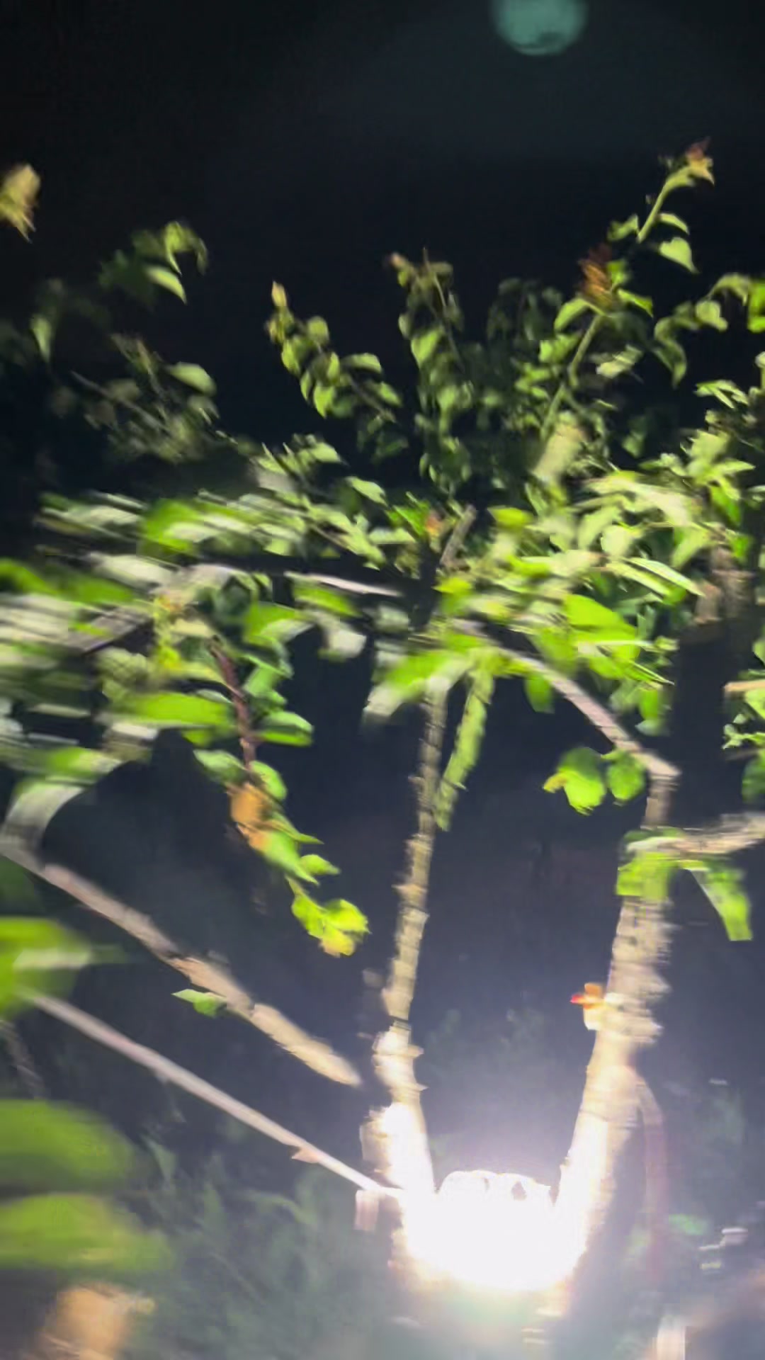 @老農與白雪公主的結晶
