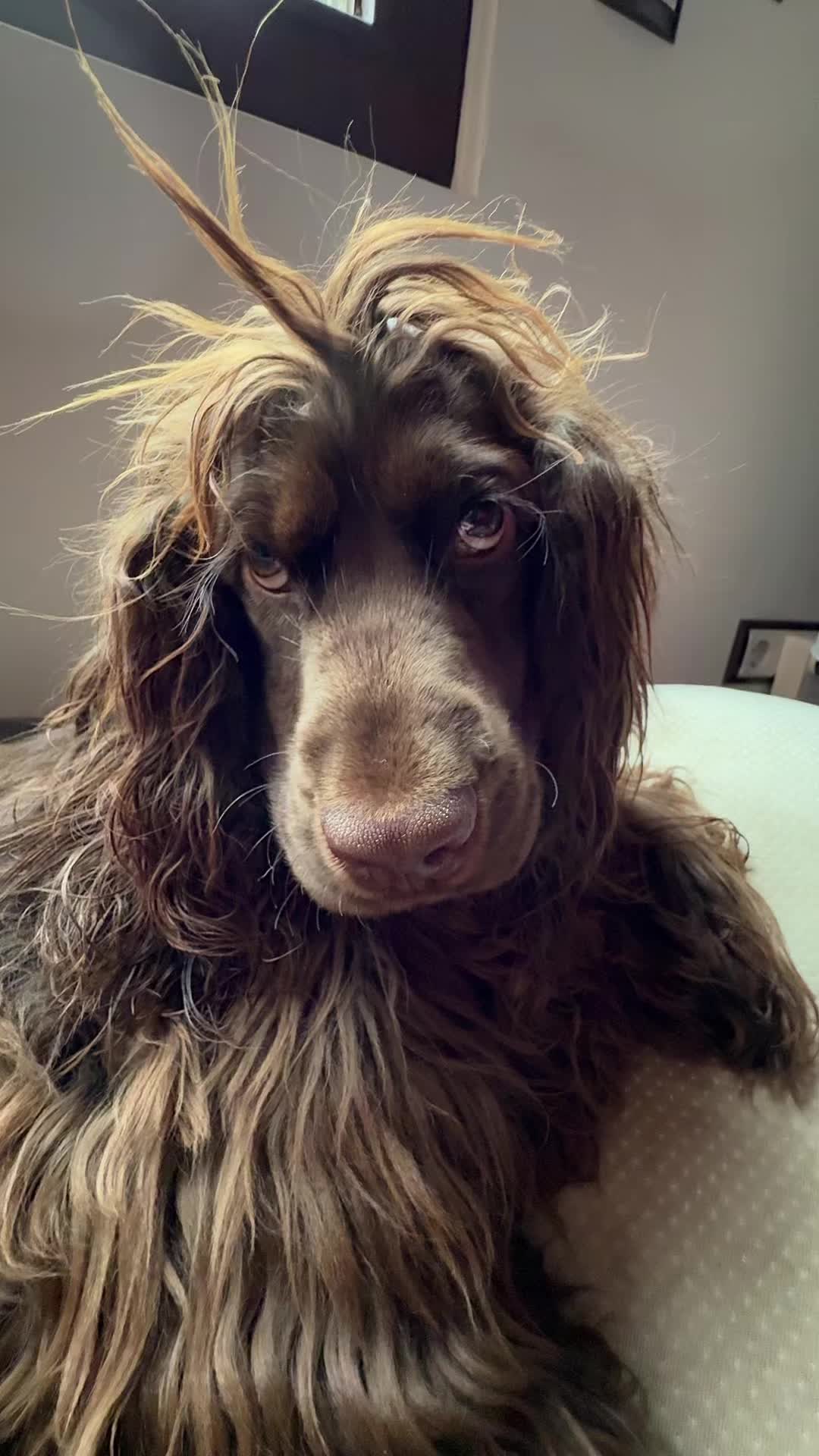 @Yoshi_der_Schokococker