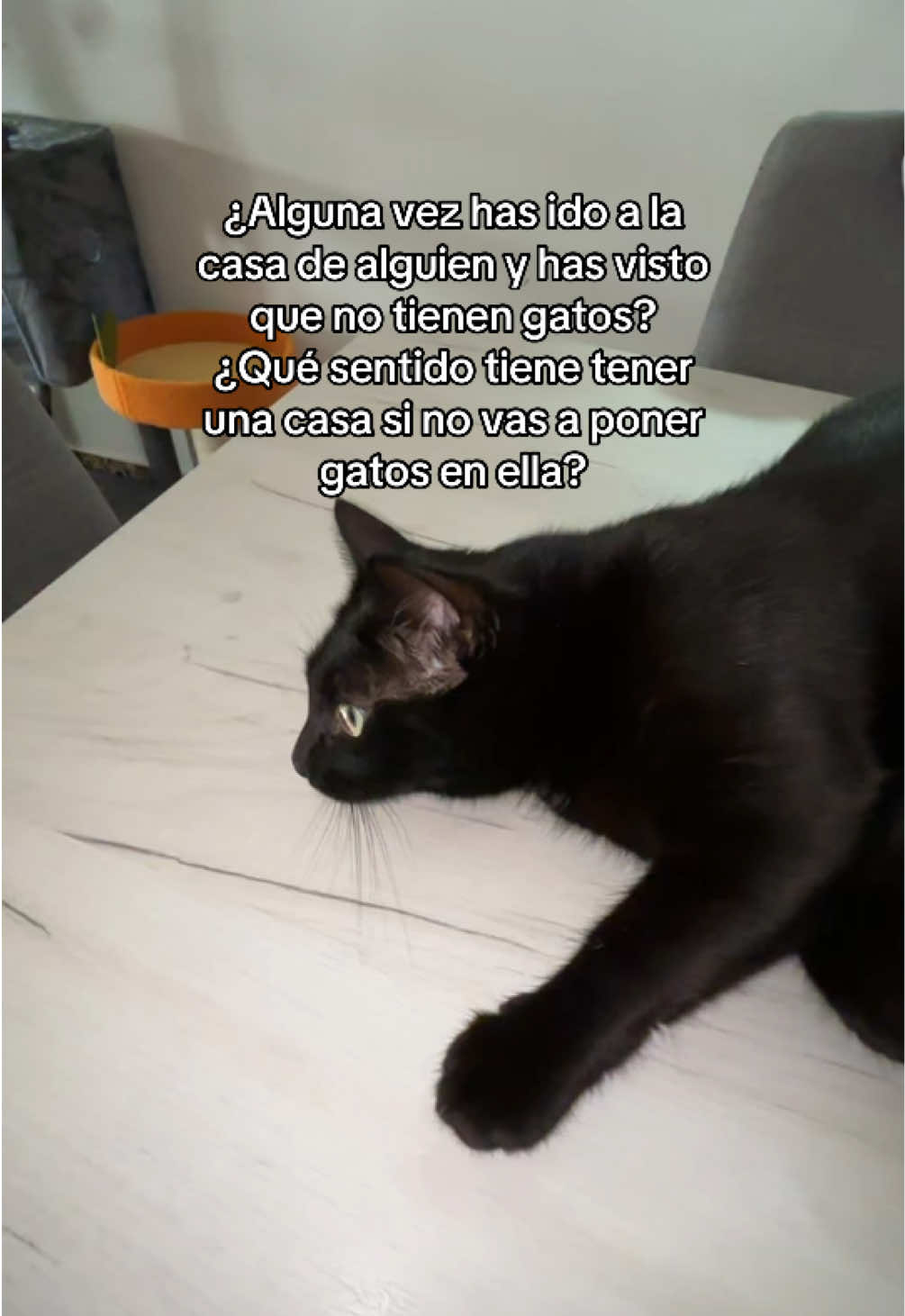 @BlackCatsMatter