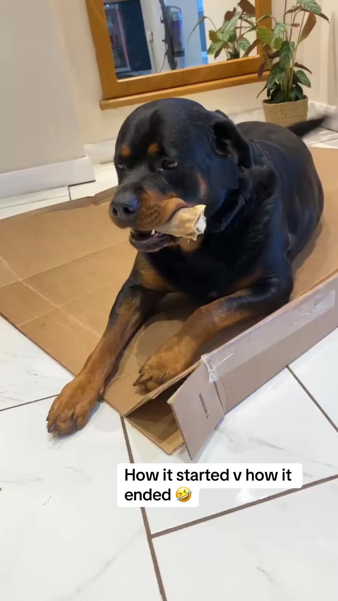 @tasha.stella.lola.kong