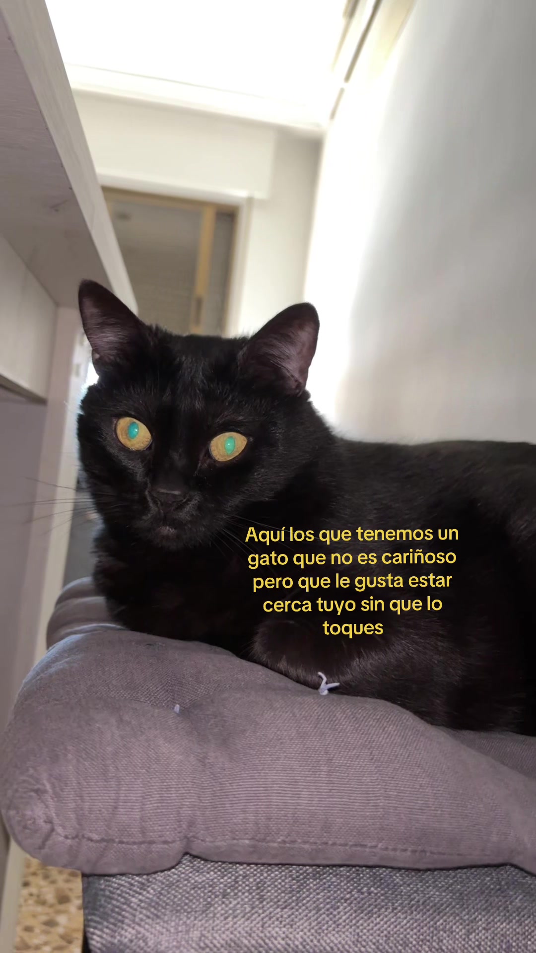 @BlackCatsMatter