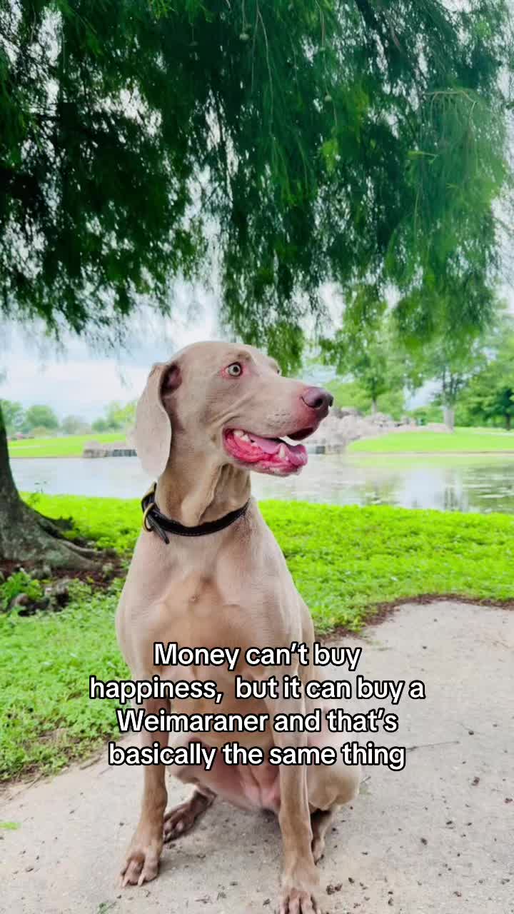 @Zoey the Weim