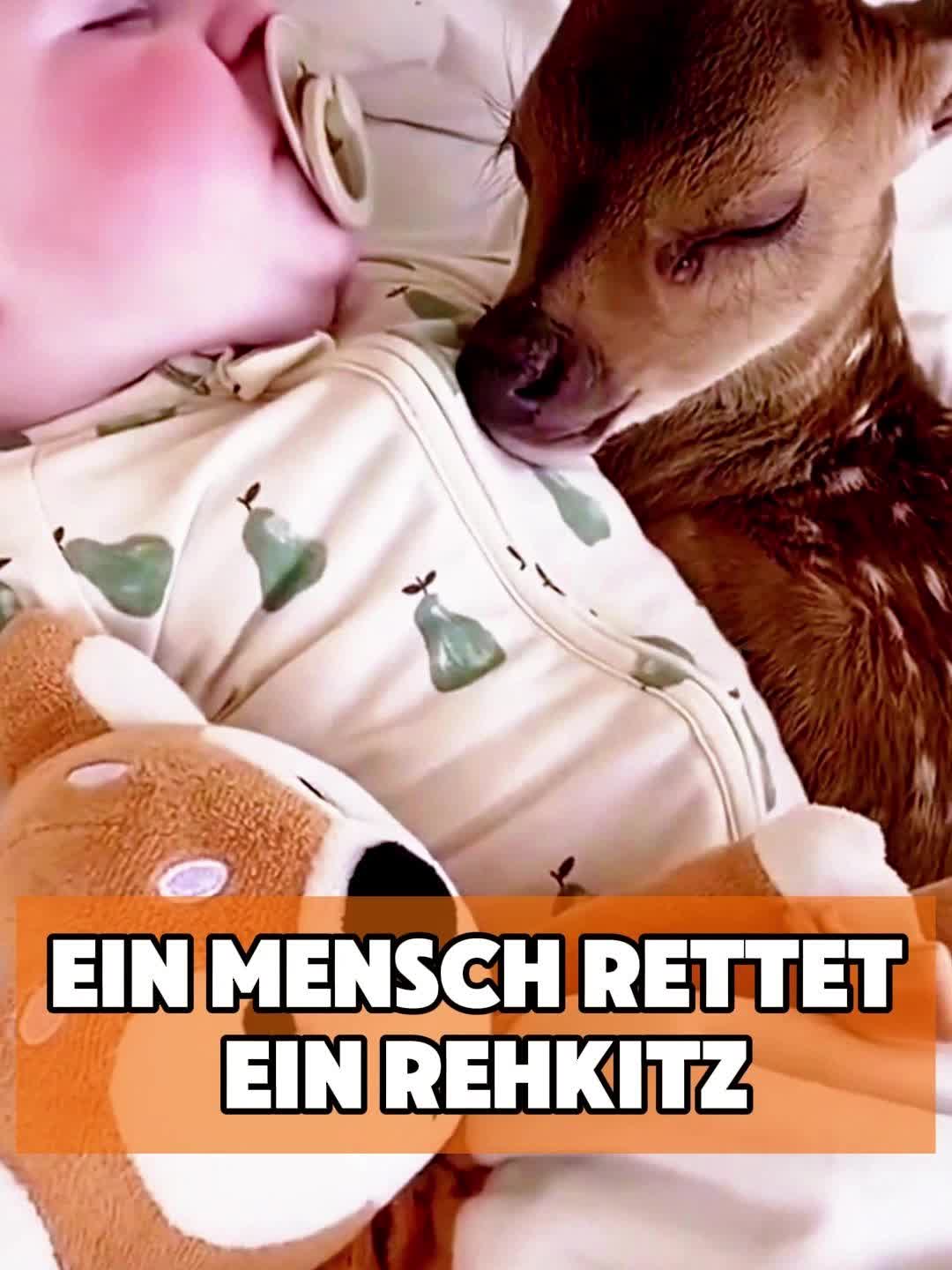 @toto_tier