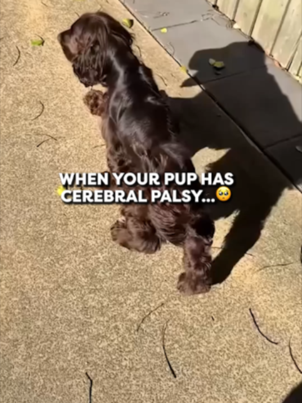 @Go Fetch